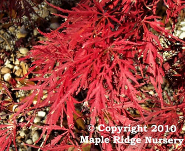 Acer palmatum 'Inaba shidare' - mapleridgenursery